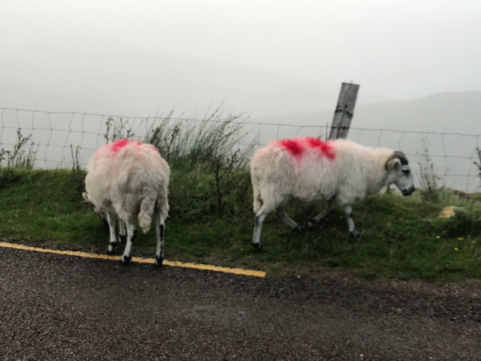 The sheep are marked with different colors